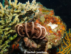 Comatule  - Crinoids, marine animals that make up the cla... by Giafferi Jonathan 